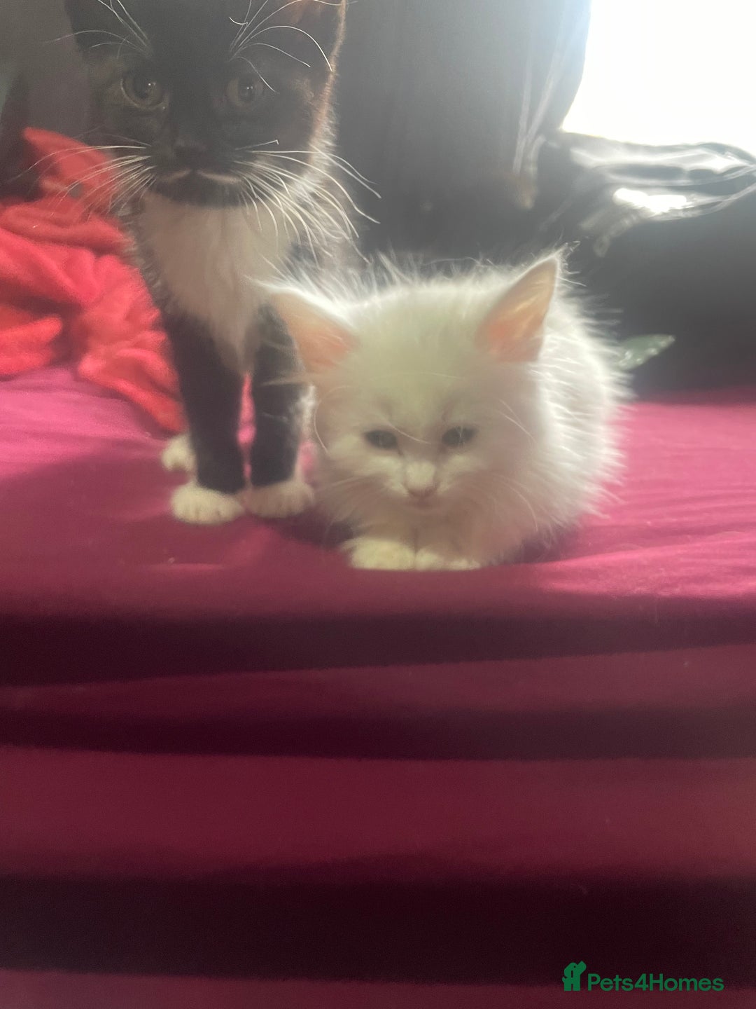 Turkish Angora cats for sale: Cute playful Turkish angora  - Image 4