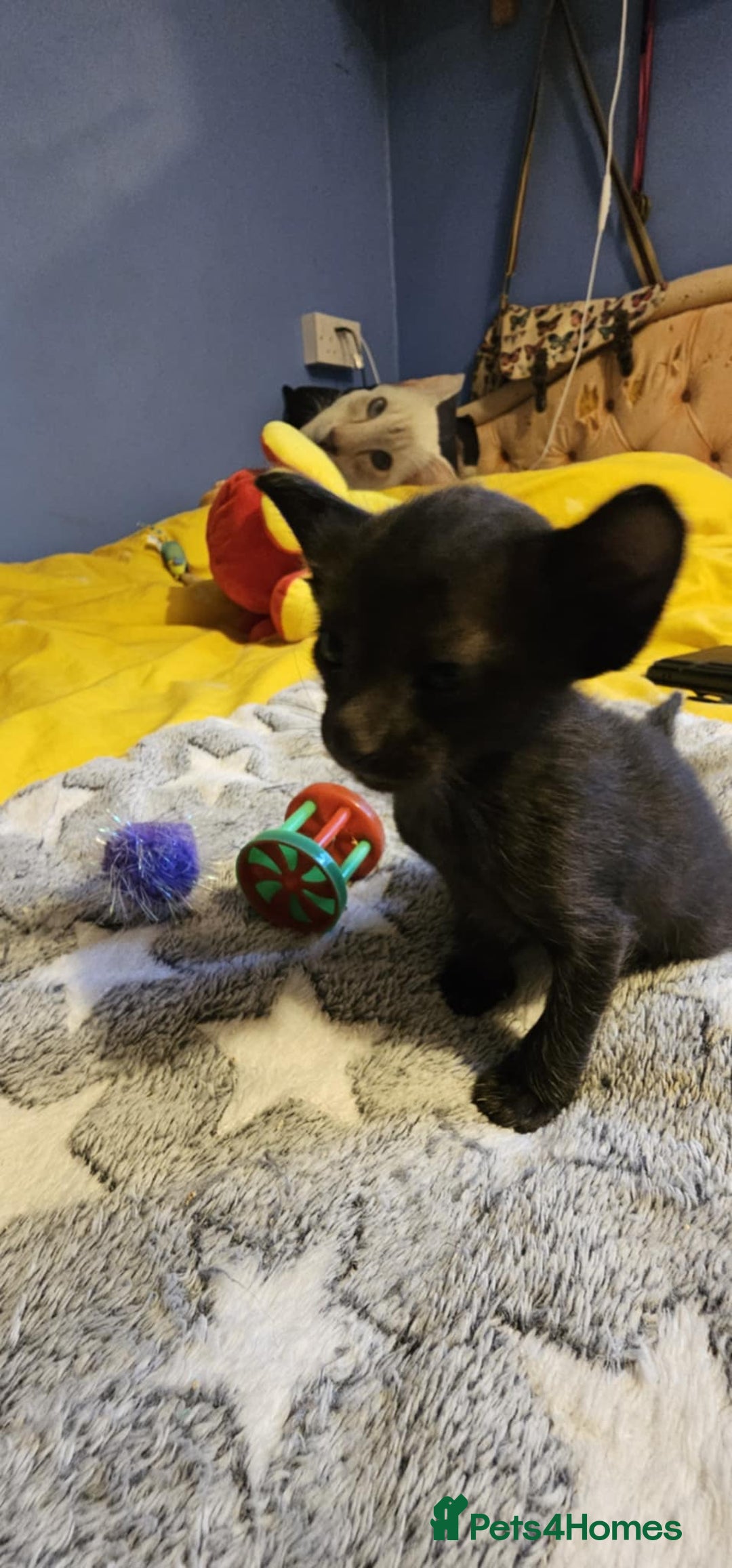 Oriental cats for sale:  GCCF Oriental Kittens For Sale - Image 33