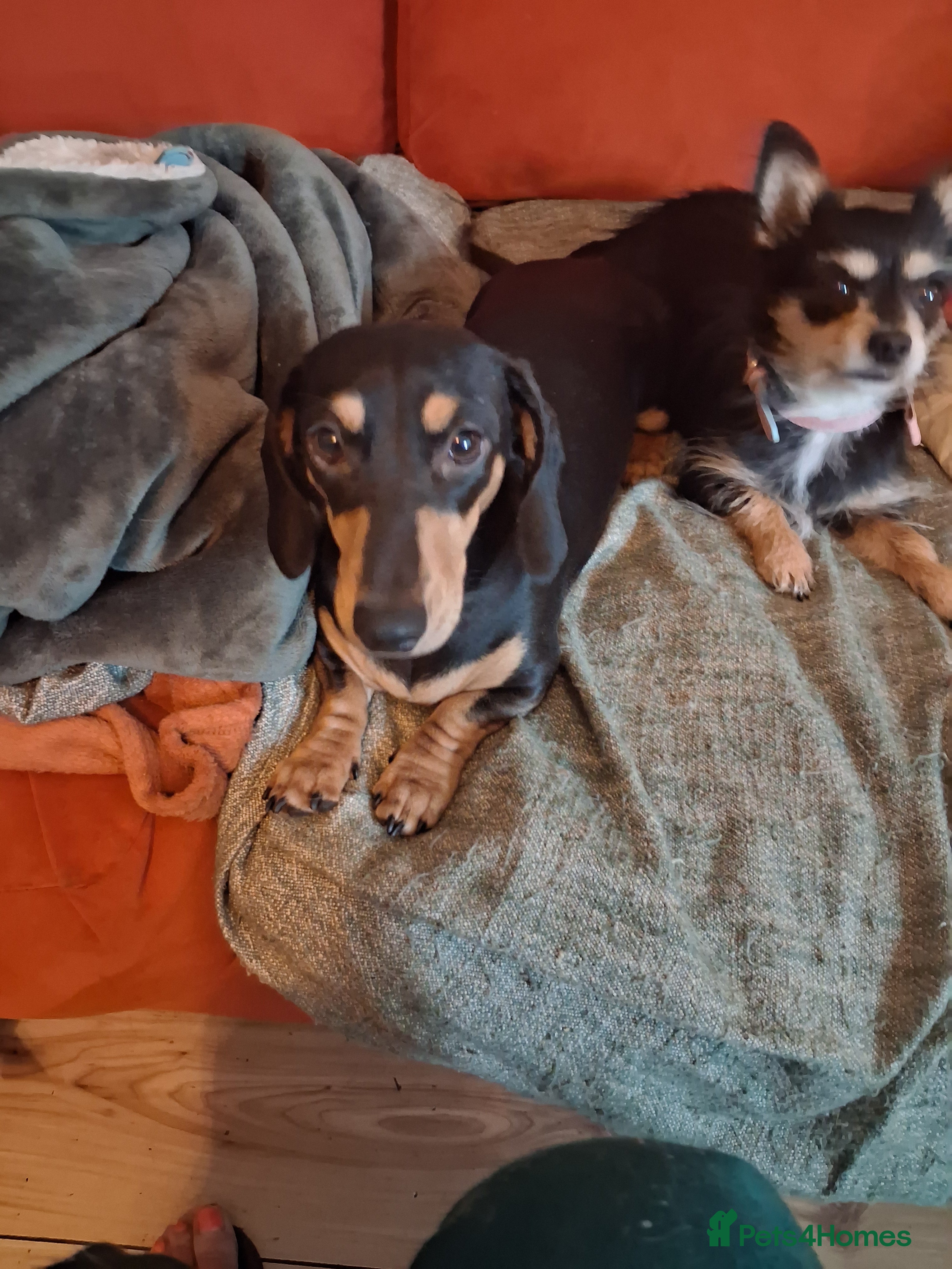 Miniature Dachshund dogs Mini dachsunds for sale - Advert 14