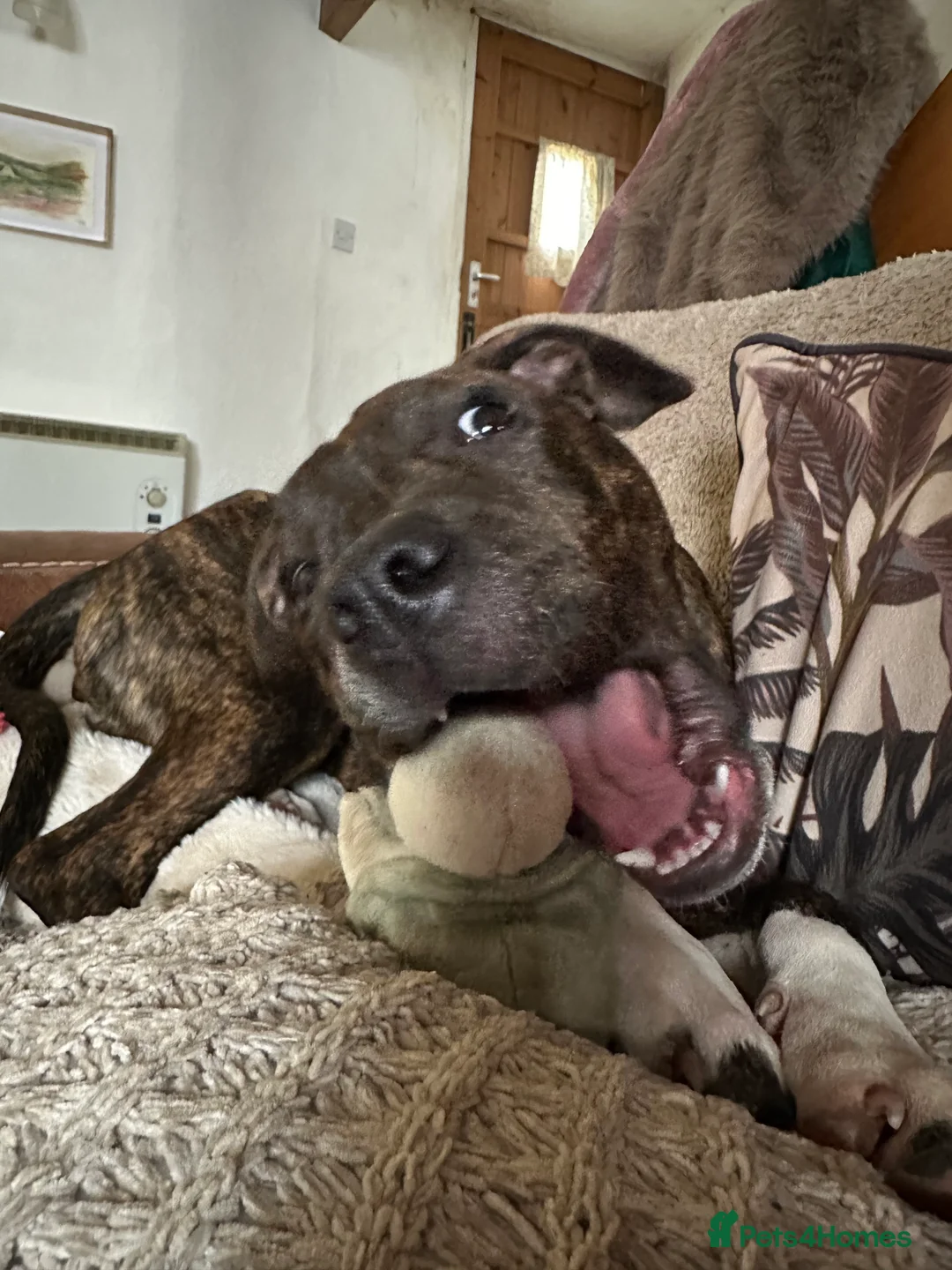 Mixed Breed dogs for sale: Beautiful loving 6 month old puppy for sale  - Advert 4