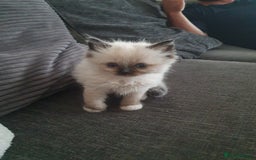Ragdoll cats for sale: Bi colour ragdoll kittens - Image 2