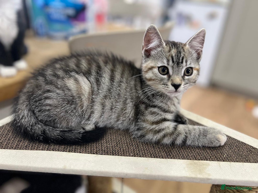 Mixed Breed cats for sale: 2 kittens  in Grays - Image 7