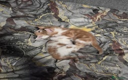 Mixed Breed cats for sale: Friendly kitten - Image 11