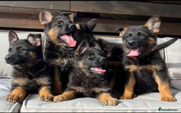 German Shepherd dogs for sale: Outstanding KC german shepherd puppies - Image 4
