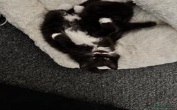 Mixed Breed cats for sale: 2 gorgeous long haired females available - Image 13