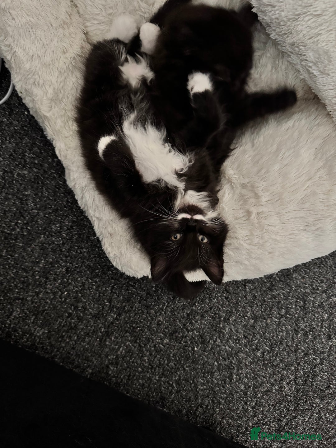Mixed Breed cats for sale: 2 gorgeous long haired females available - Image 13