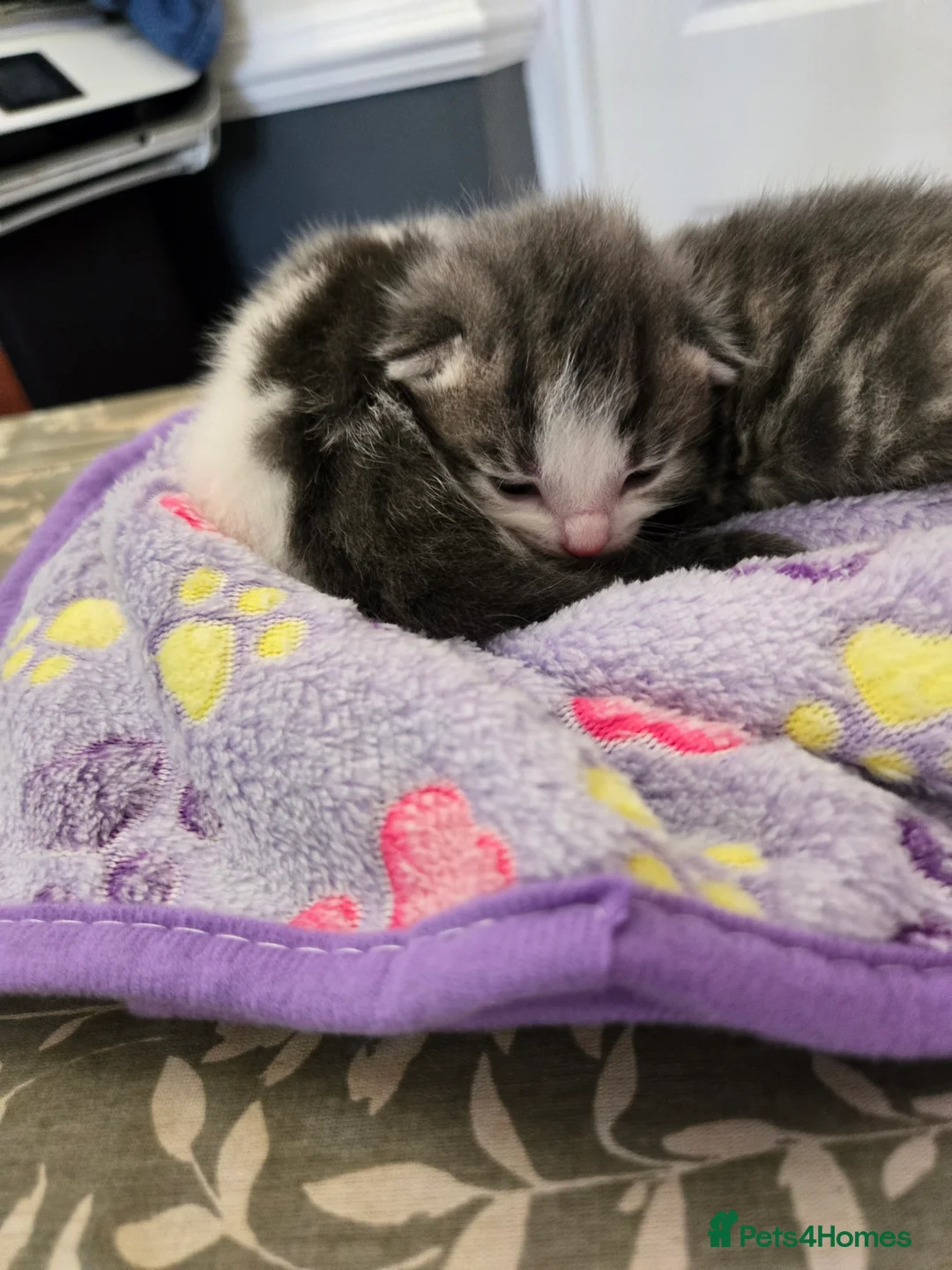 Mixed Breed cats for sale: 4 beautiful kittens 2 males & 2 females  - Advert 19