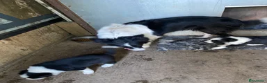 Border Collie Puppy 1