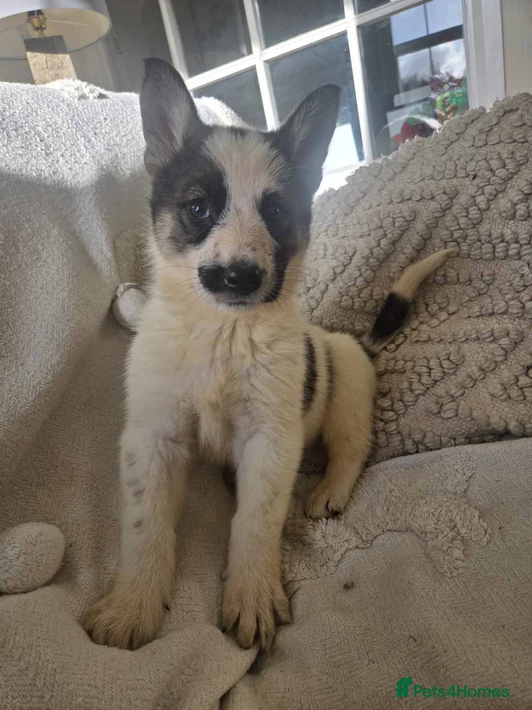 Mixed Breed dogs for sale: German Shepherd X Puppy - ready for a home - Advert 13
