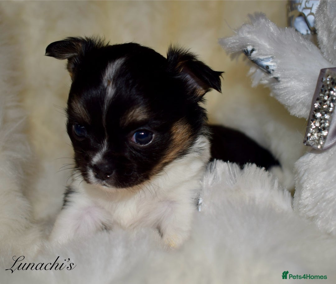 Chihuahua dogs for sale: Stunning long coat chihuahua puppies - Image 8