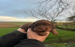 Cocker Spaniel dogs for sale: Cocker Spaniels Puppies - Advert 3