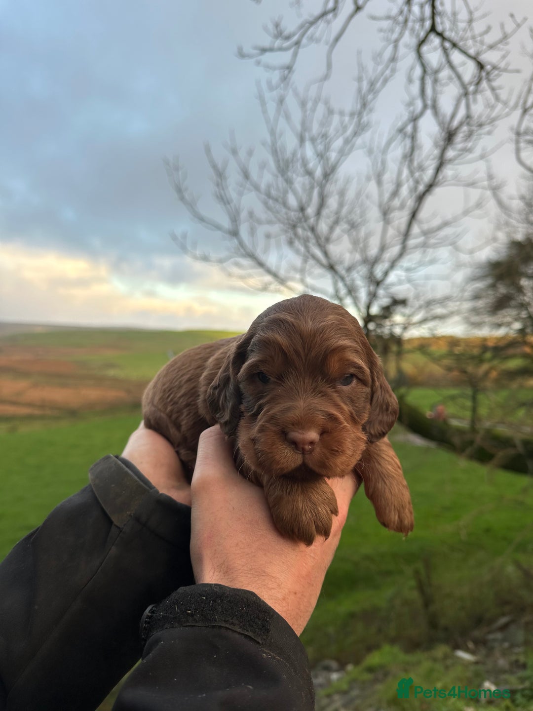 Cocker Spaniel dogs for sale: Cocker Spaniels Puppies - Advert 3