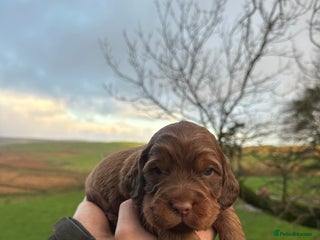 Cocker Spaniel dogs Cocker Spaniels Puppies - Advert 9