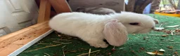 Lionhead rabbits for sale: 4 minilop babies & 1 lionlop girl  - Advert 2