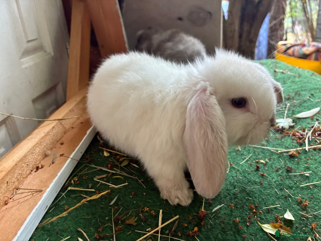 Lionhead rabbits for sale: 4 minilop babies & 1 lionlop girl  - Advert 2