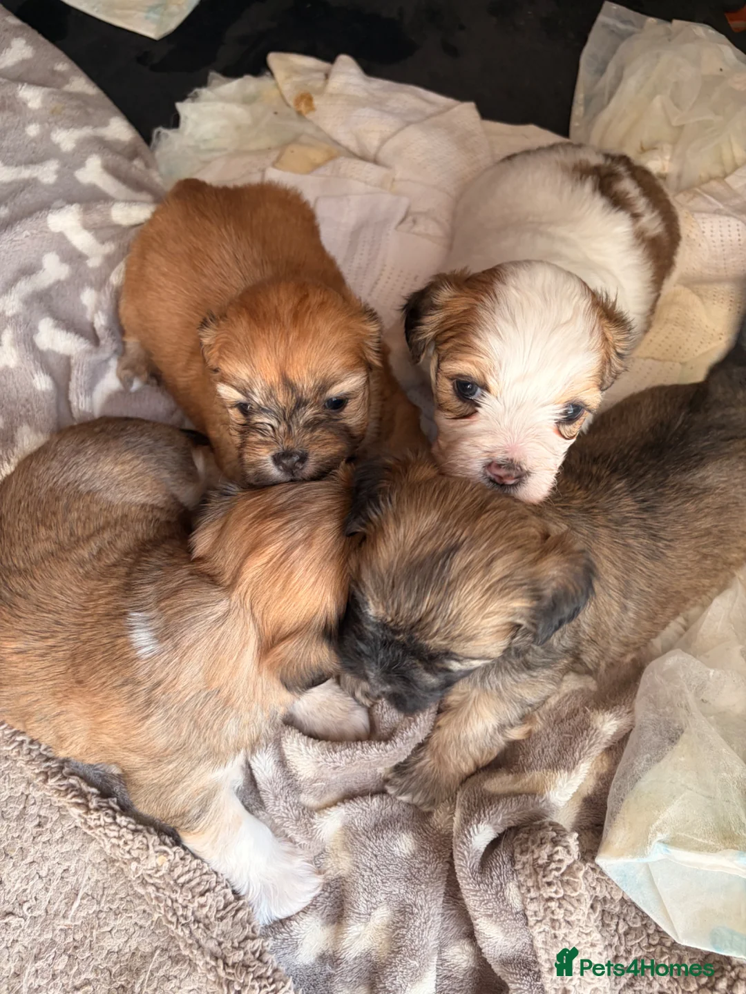 Lhasa Apso dogs for sale: Full pedigree Lhasa Apso puppies.  - Advert 1