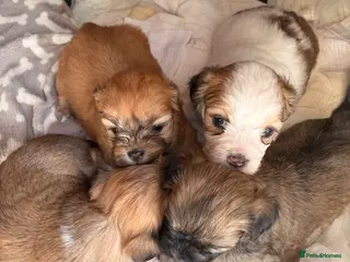 Lhasa Apso dogs Full pedigree Lhasa Apso puppies. - Advert 4