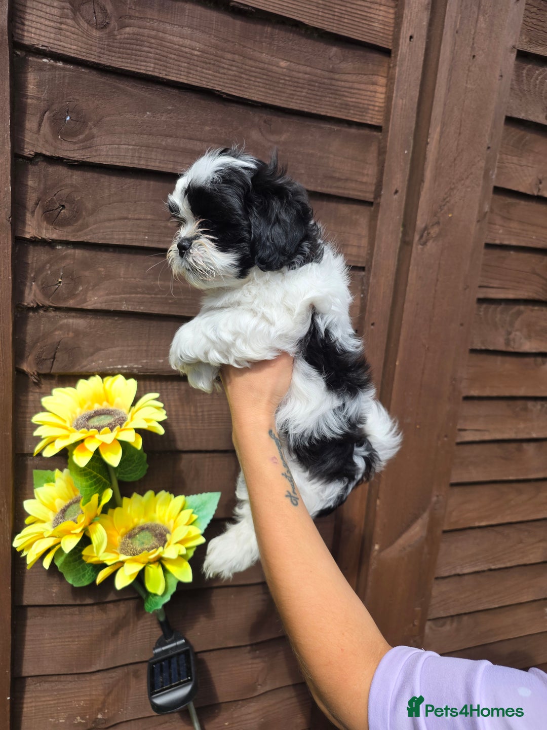 Shih Tzu dogs for sale: Beautiful shitzu puppies for sale - Image 16