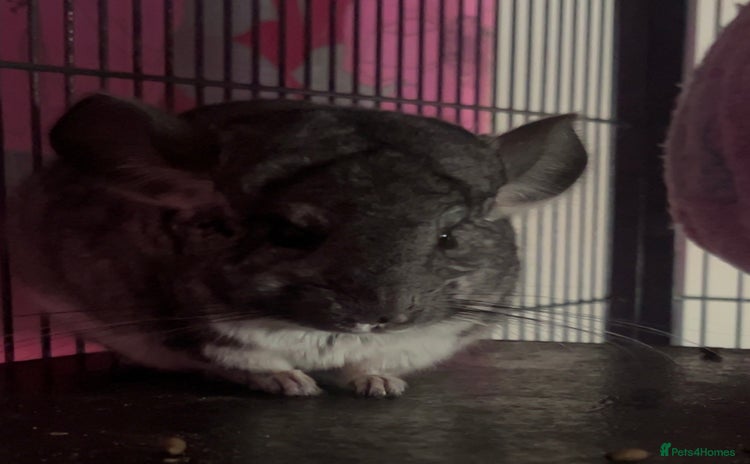 Chinchilla rodents - Advert 1