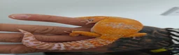 Leopard Gecko reptiles for sale: Tremper Albino Tang Leopard geckos for sale  - Advert 5