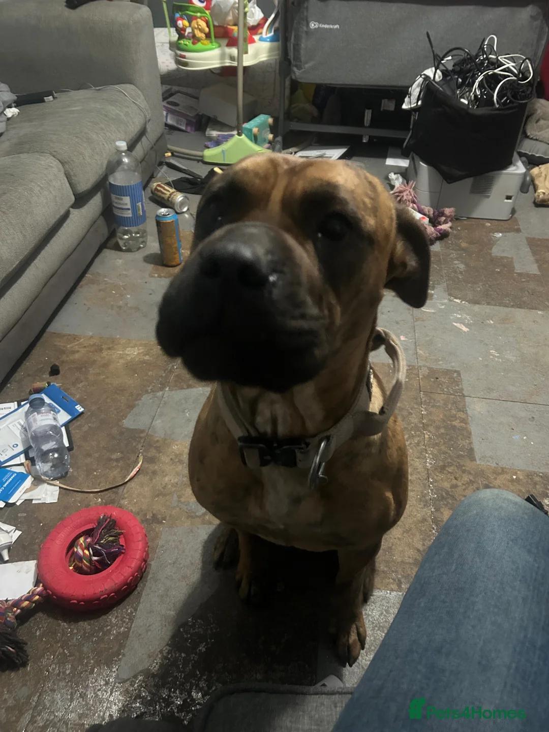 Mixed Breed dogs for sale: Ecco  - Advert 1