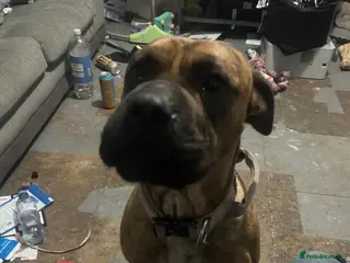 Mixed Breed dogs Ecco - Advert 1