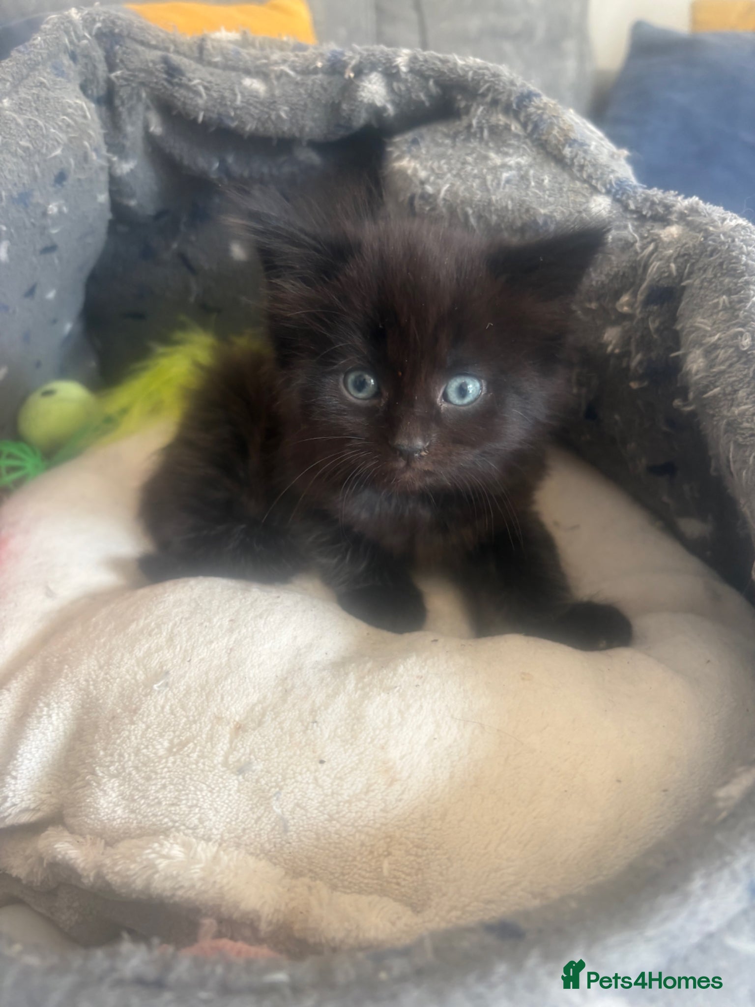 Mixed Breed cats for sale: Beautiful Kittens For Sale - Advert 12