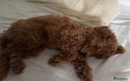 Toy Poodle dogs for sale:  Toy Poodle Puppy Looking for a Loving Home - Image 3