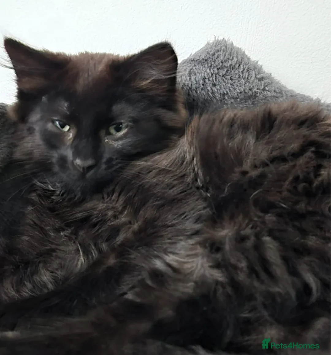 Siberian cats for sale: Beautiful Siberian Kitten - Advert 2