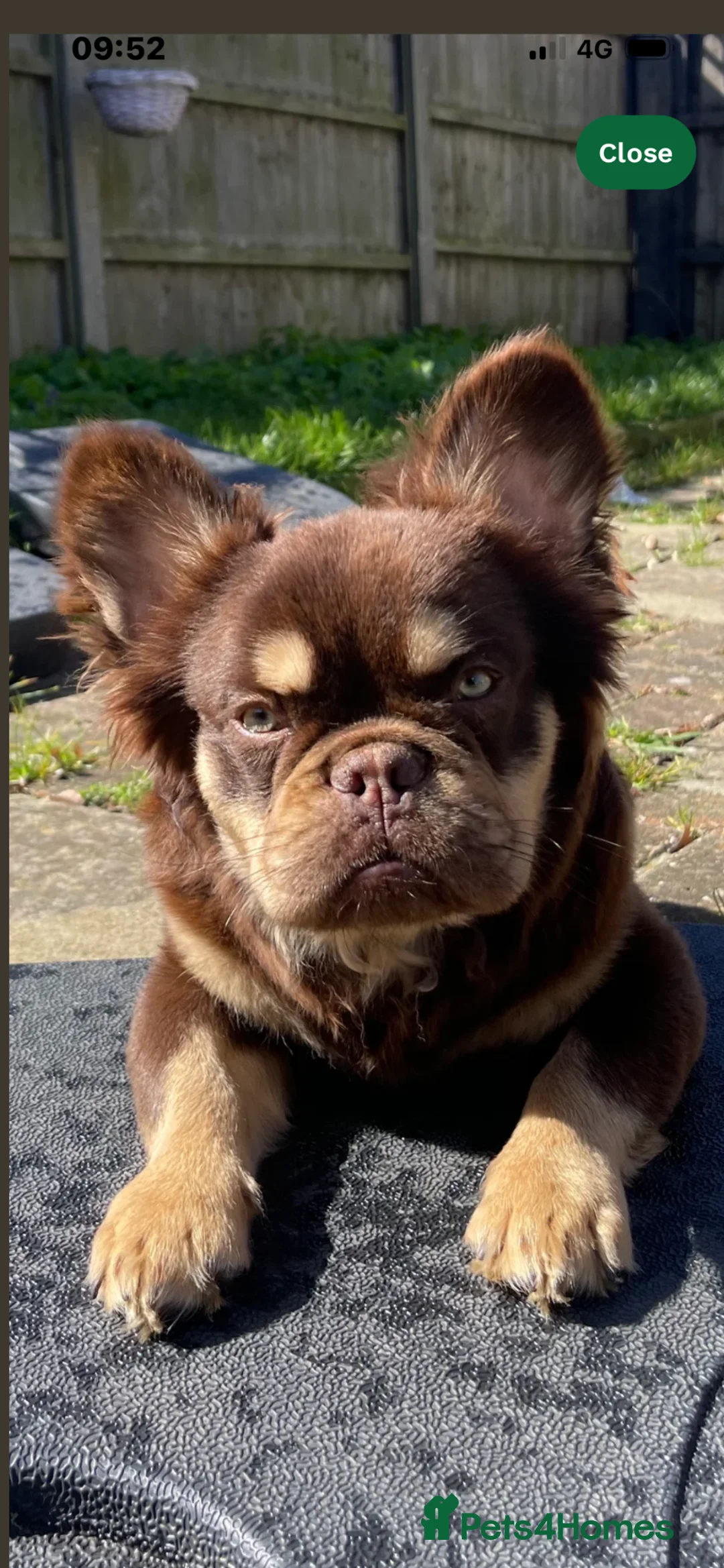 French Bulldog dogs for sale: Chocolate Rolo frenchie x frog  - Advert 2