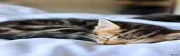 Mixed Breed cats for sale: 3 tabby kittens for sale - Advert 9