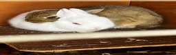 Netherland Dwarf rabbits for sale: Male & x2 Female Netherland Dwarfs Must Go! - Advert 3