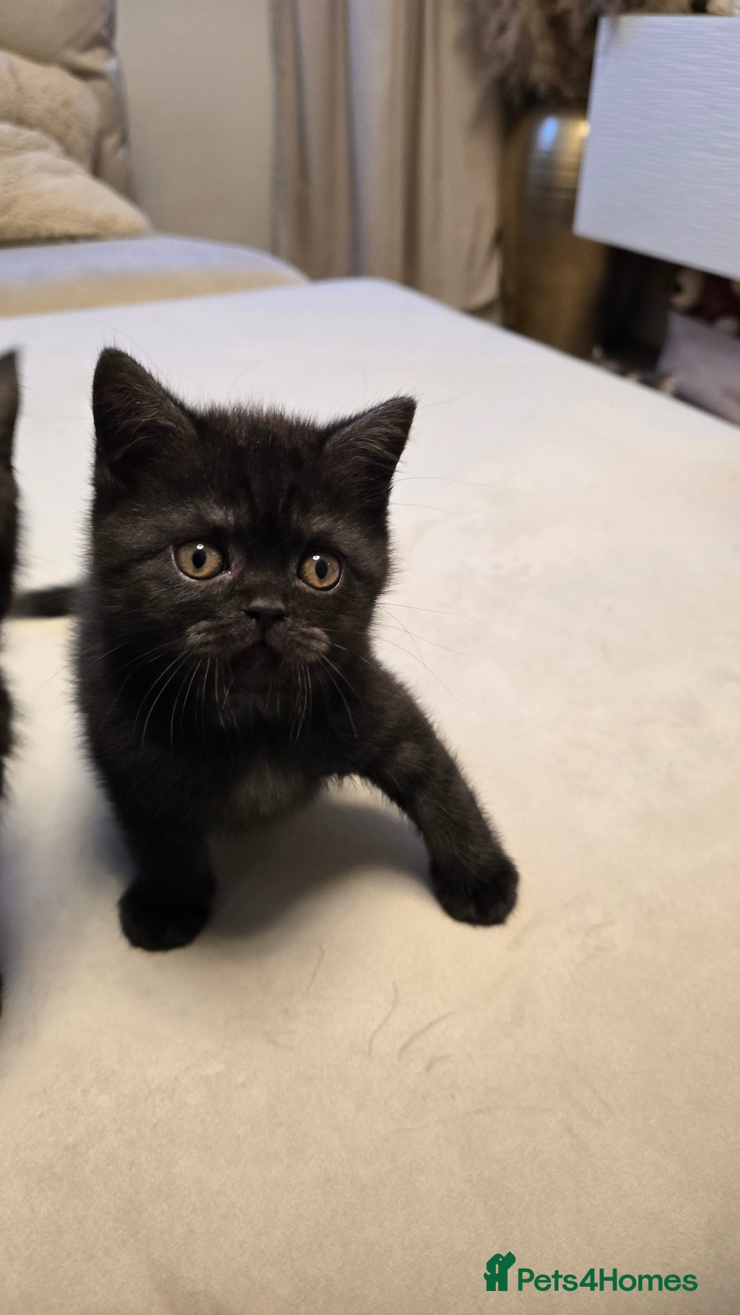 British Shorthair cats for sale: 💫RARE💫 BLACK SMOKE FEMALE & BLUE LONGHAIR MALE  - Advert 15