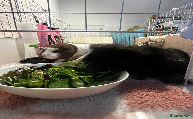 Guinea Pig rodents - Advert 1