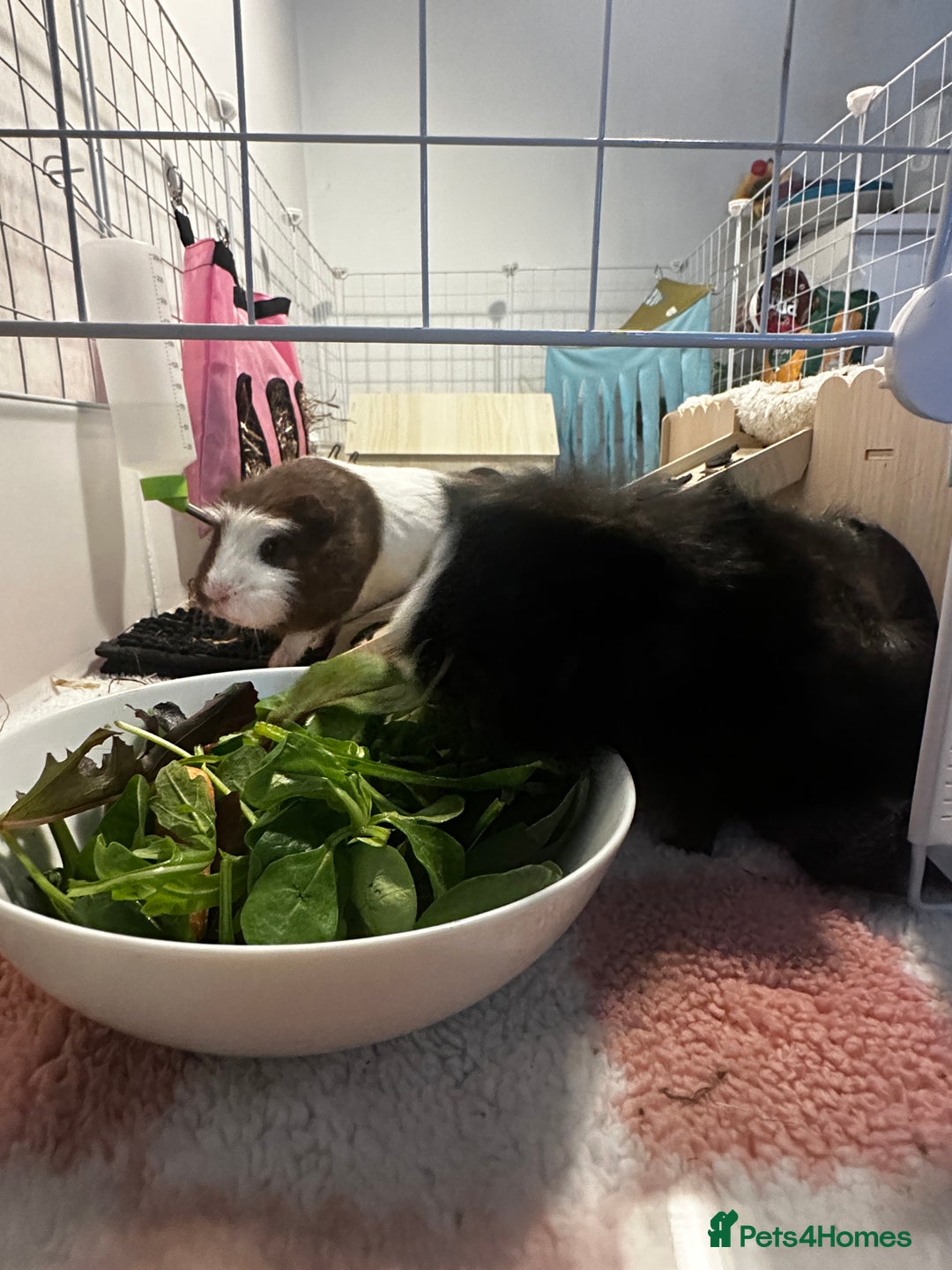 Guinea Pig rodents for sale: Guinea pigs (+cage) looking for a loving home x - Image 1