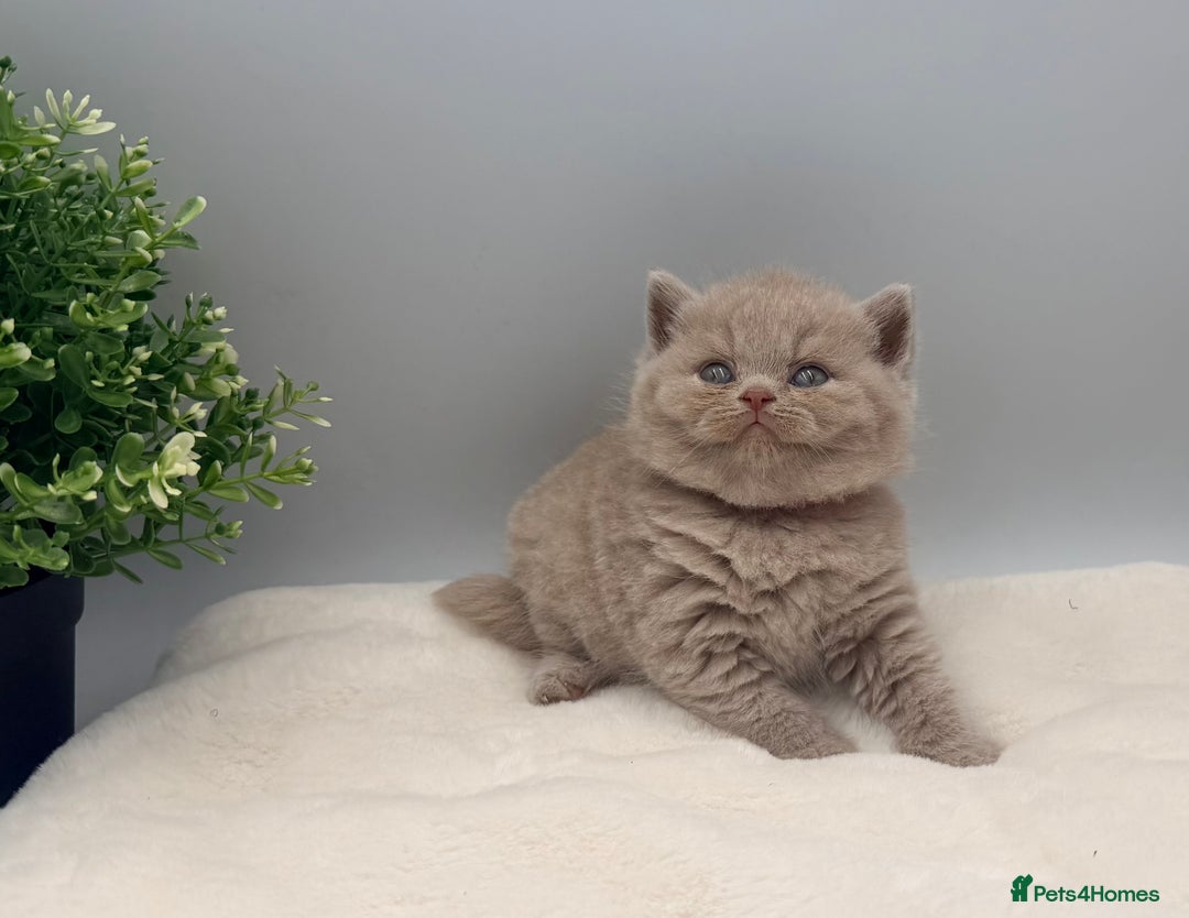 British Shorthair cats for sale: PEDIGREE REGISTERED CHUNKY BRITISH SHORTHAIRS  - Image 15