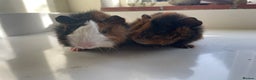 Guinea Pig rodents for sale: Beautiful baby Abyssinian Guinea Pigs - Advert 9