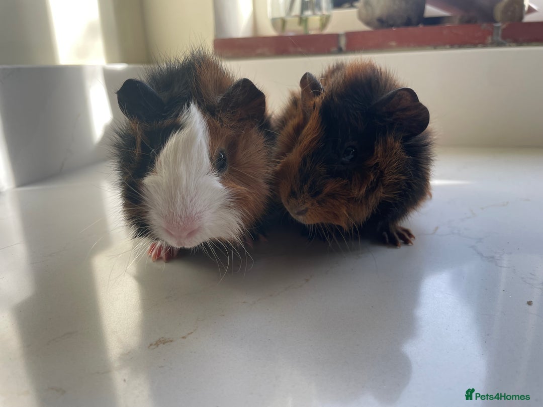 Guinea Pig rodents for sale: Beautiful baby Abyssinian Guinea Pigs - Advert 9