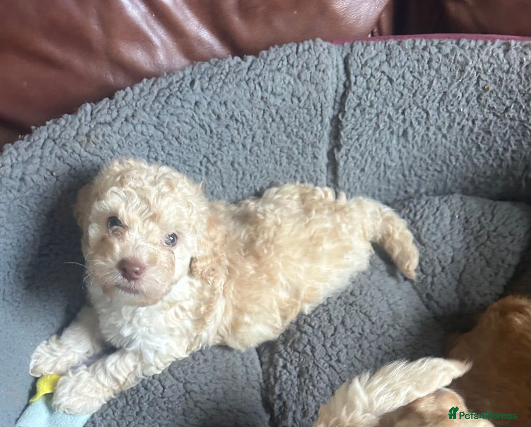 Cockapoo dogs for sale: cockapoo puppies  - Image 21