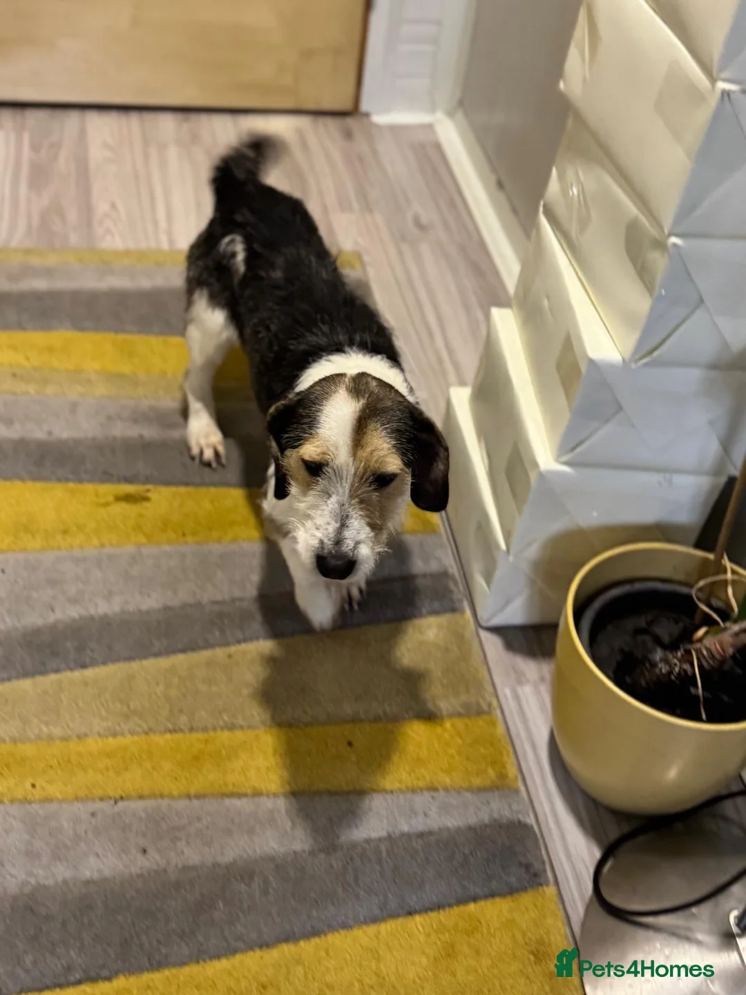 Mixed Breed dogs for adoption: Sweet Rami is looking for LOVE - Advert 19