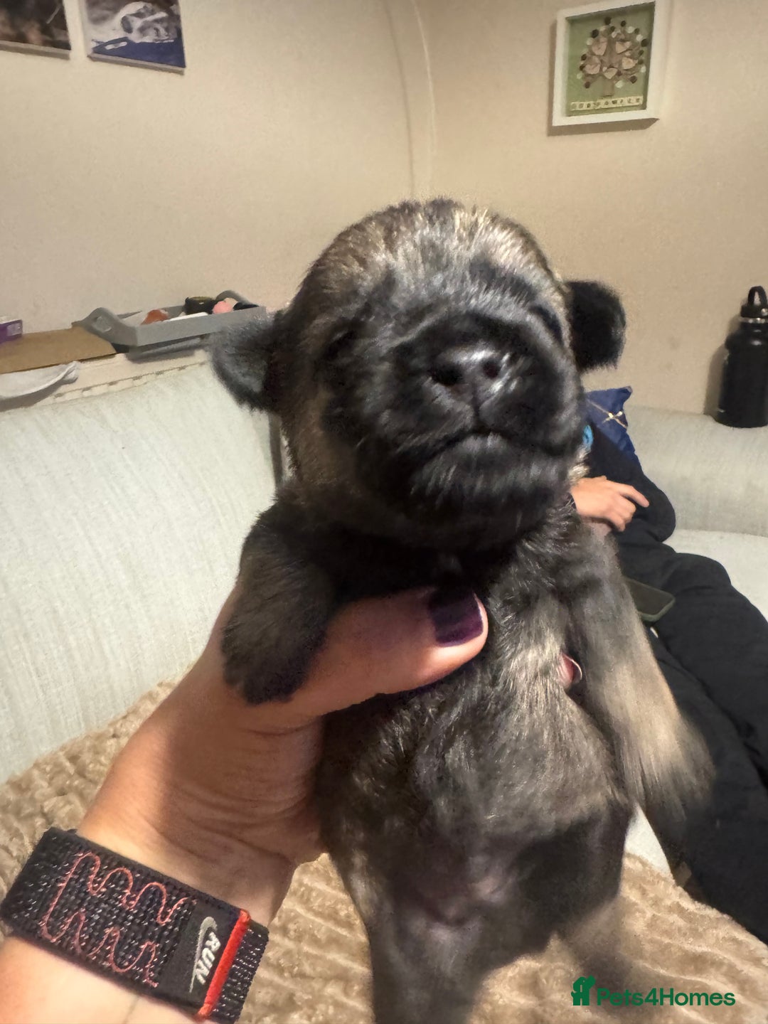 Border Terrier dogs for sale: Beautiful Pure Border Terriers  - Advert 6