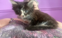 Maine Coon cats for sale: One maincoone boy  - Image 10