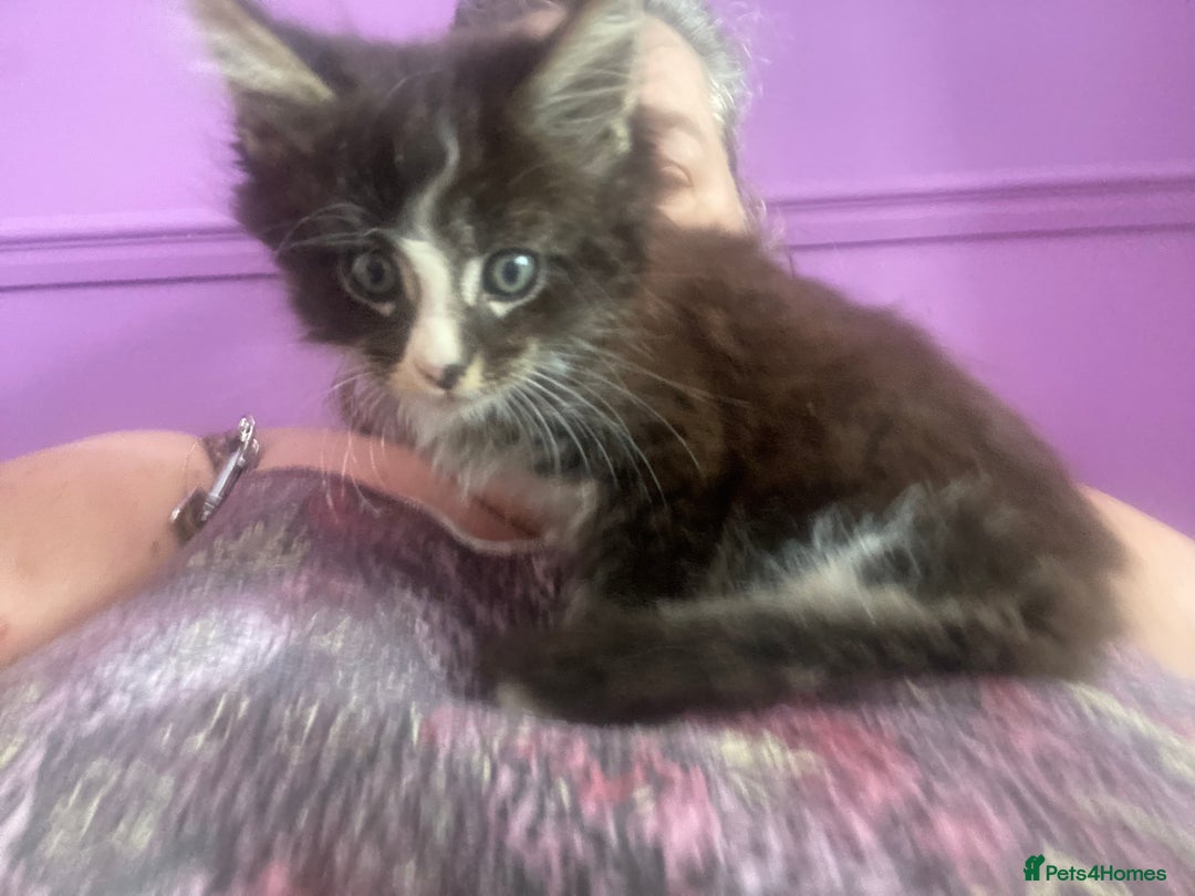 Maine Coon cats for sale: One maincoone boy  - Image 10