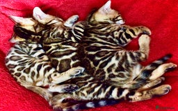 Bengal cats for sale: Beautiful Bengal kittens  - Image 1