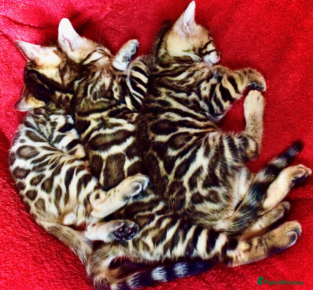 Bengal cats for sale: Beautiful Bengal kittens  - Image 1