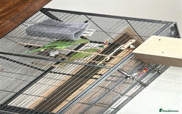 Ringnecks birds for sale: 2 indian ringneck  - Image 2