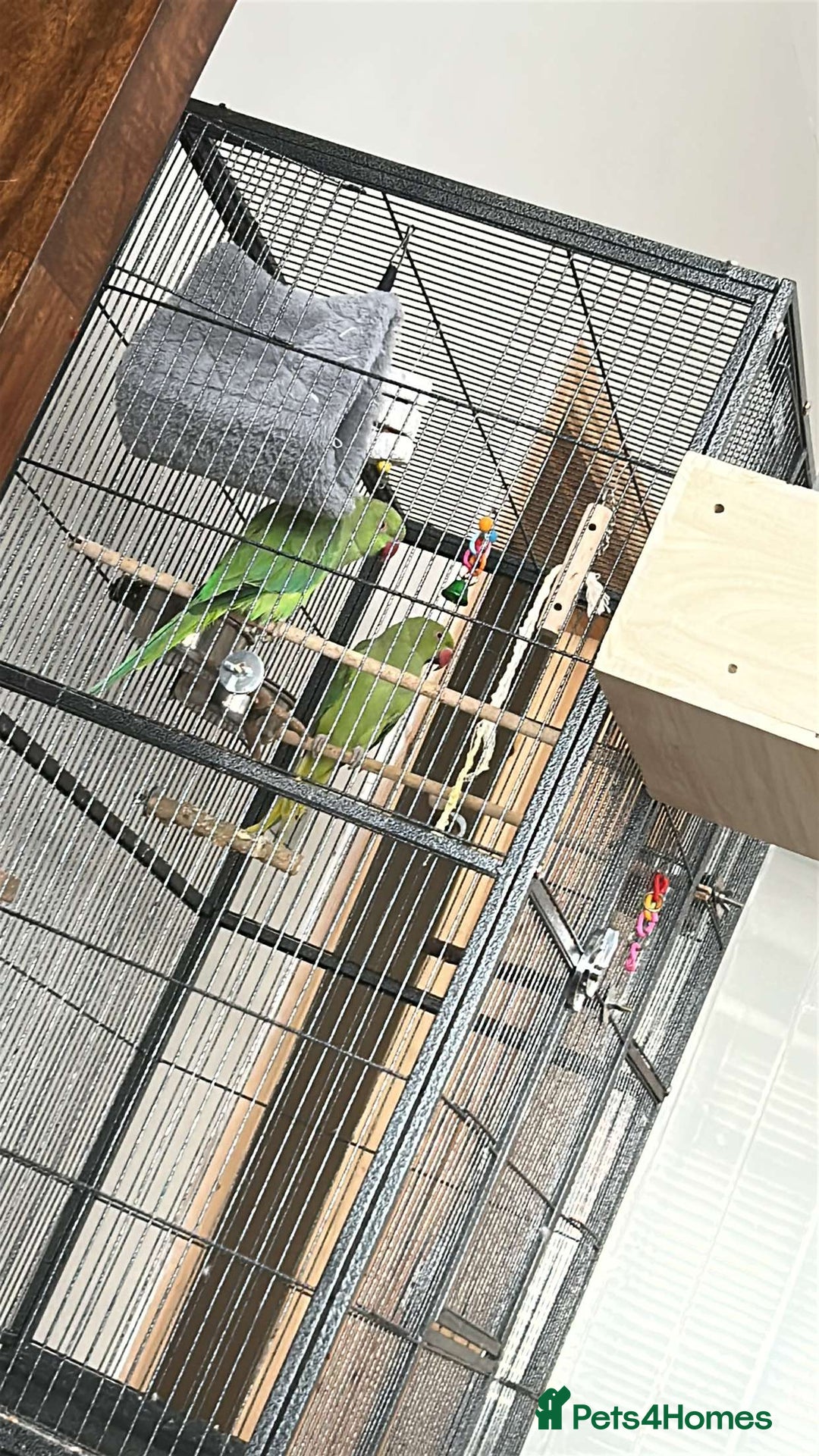 Ringnecks birds for sale: 2 indian ringneck  - Image 2