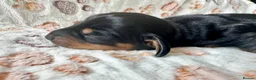 Miniature Dachshund dogs for sale: 🐾 Gorgeous Miniature Dachshund Puppies 🐾 - Advert 15