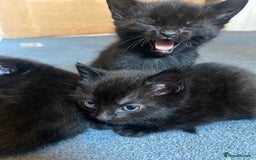 Mixed Breed cats for sale: 2x beautiful male black kittens left  - Image 5