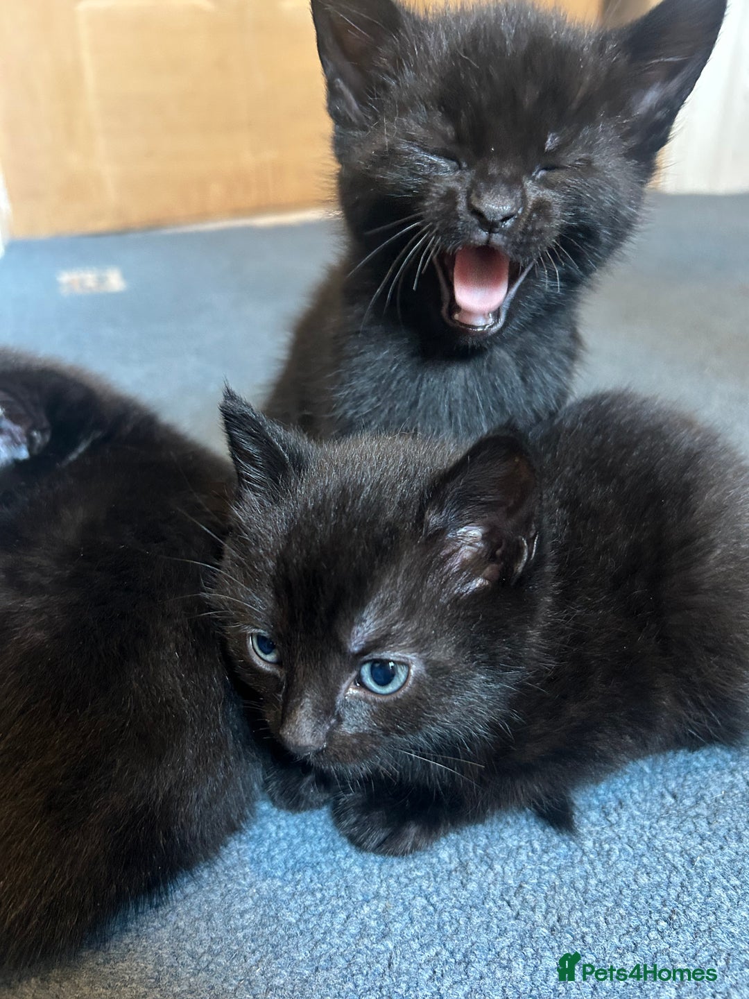 Mixed Breed cats for sale: 2x beautiful male black kittens left  - Image 5